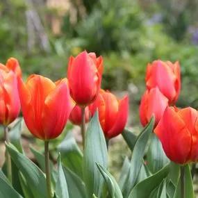 Veronique Sanson Tulip (Tulipa Veronique Sanson) Img 4